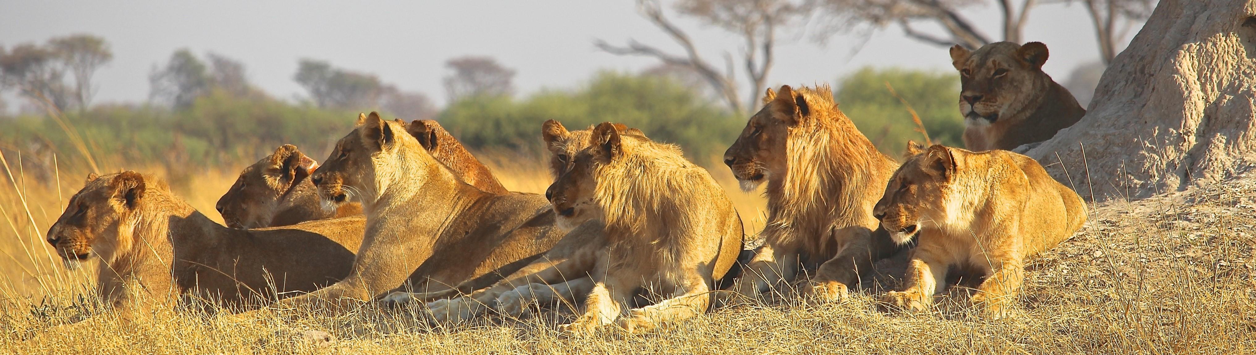 Big Five Zuid-Afrika