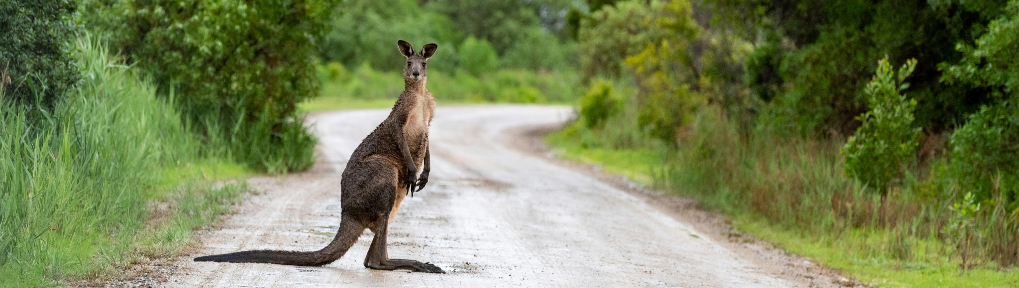 Autorijden in Australië