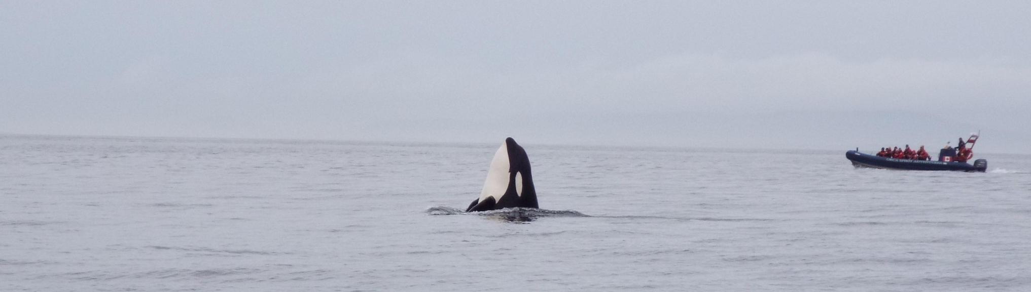 Wildlife spotten in West-Canada