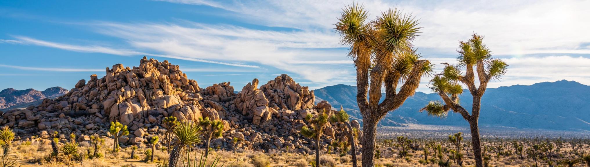 USA - Joshua Tree National Park