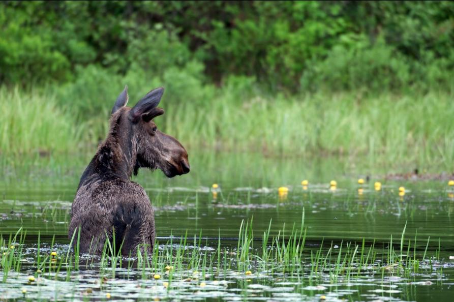 Canada Algonquin Park