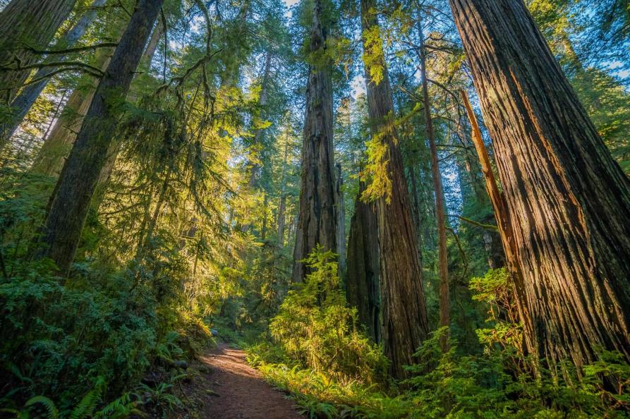 USA - California - Redwood National Forest