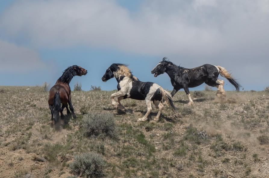 USA - Wyoming - Wilde Mustangs bij Cody