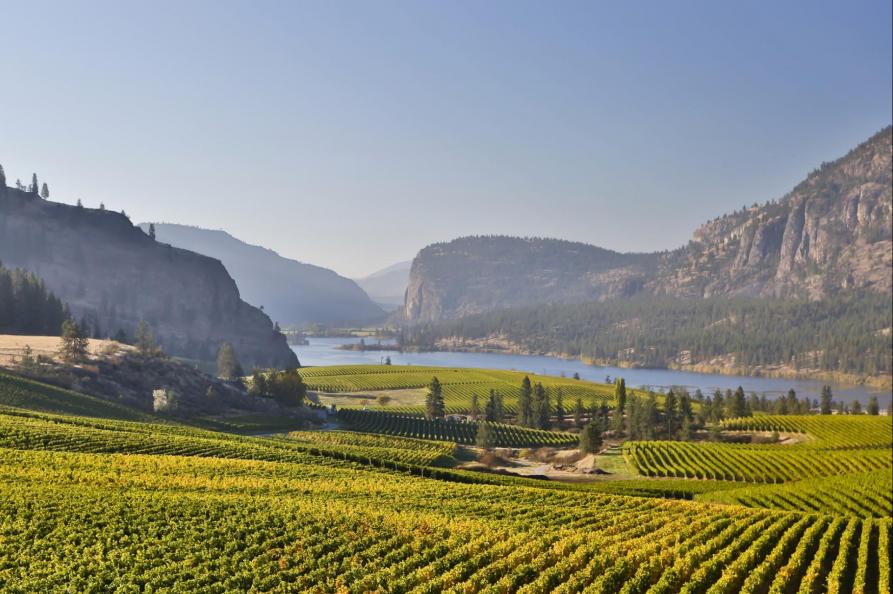 Canada - wijngaarden in de Okanagan Valley