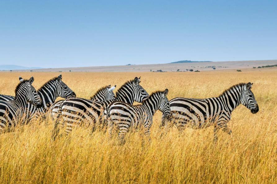 Zebra's
