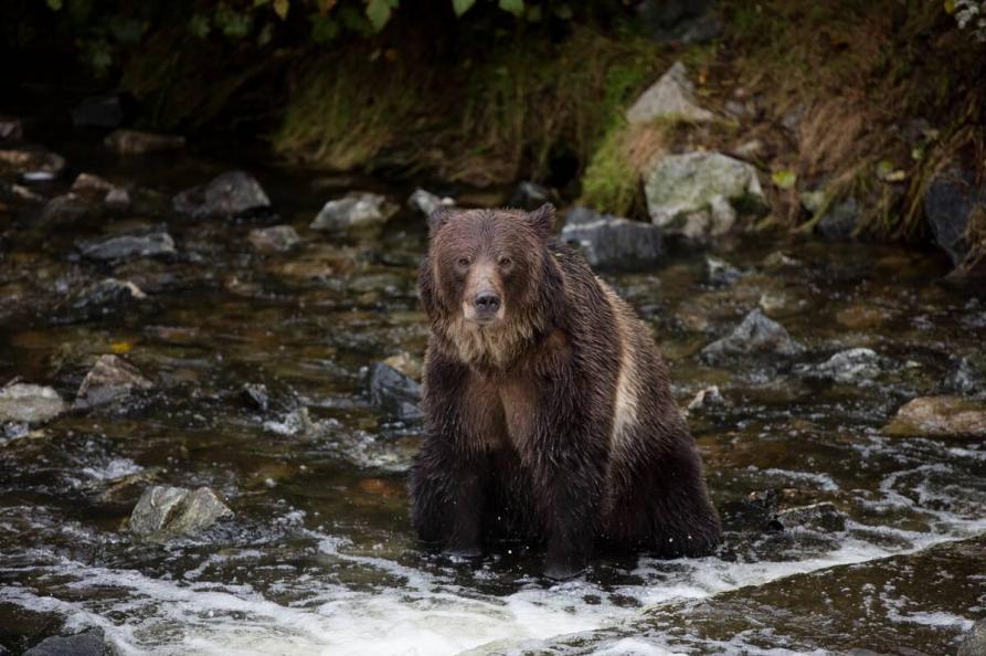 Canada Grizzly bij Knight Inlet Lodge - Destination British Columbia - Sean Scott